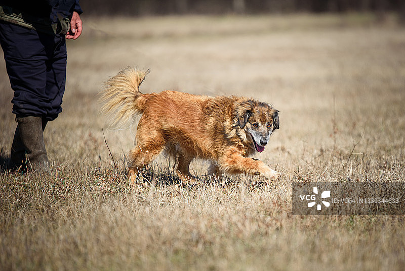 可爱的蓬松小狗图片素材