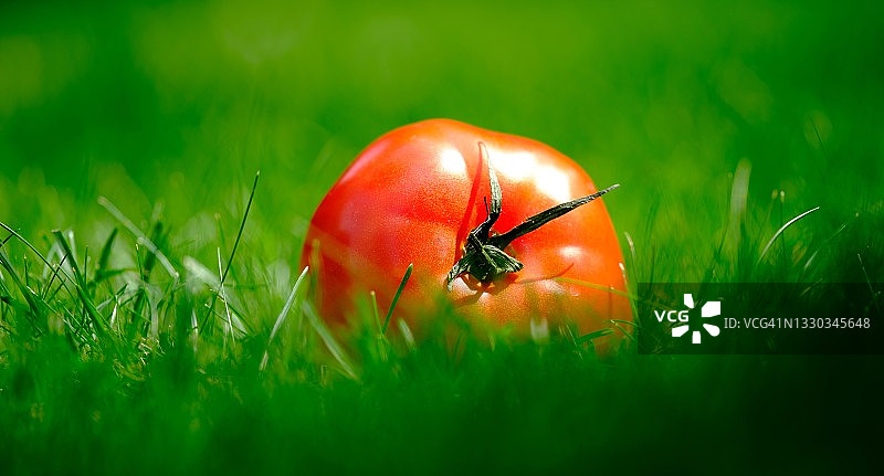 草地上的新鲜番茄图片素材