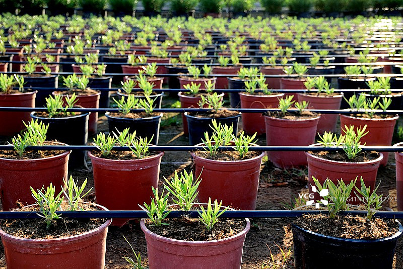 滴灌装饰植物苗圃图片素材