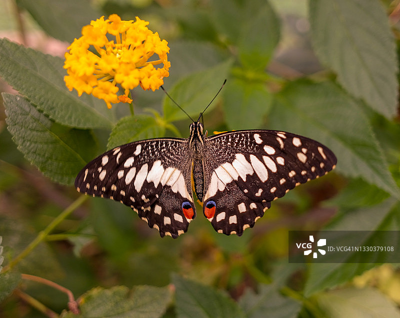 黑白蝴蝶。图片素材