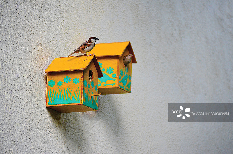 家麻雀，世界麻雀日图片素材