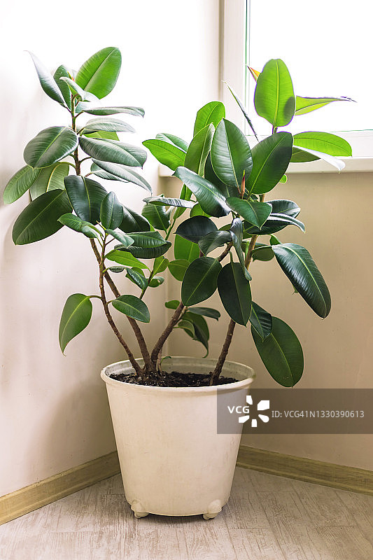 客厅窗边榕树盆栽，家庭办公室盆栽概念特写图片素材