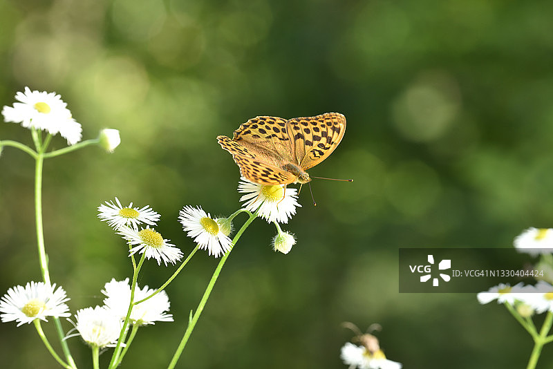 银纹蝴蝶图片素材