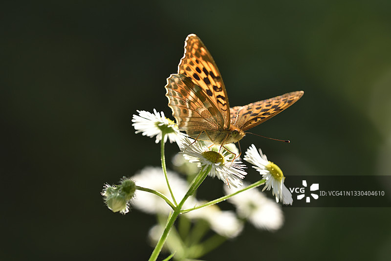 银纹蝴蝶图片素材