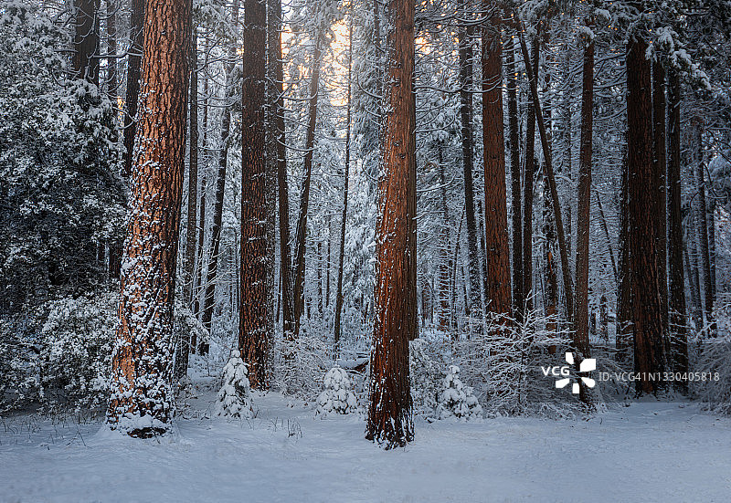 优胜美地冬季的松树图片素材