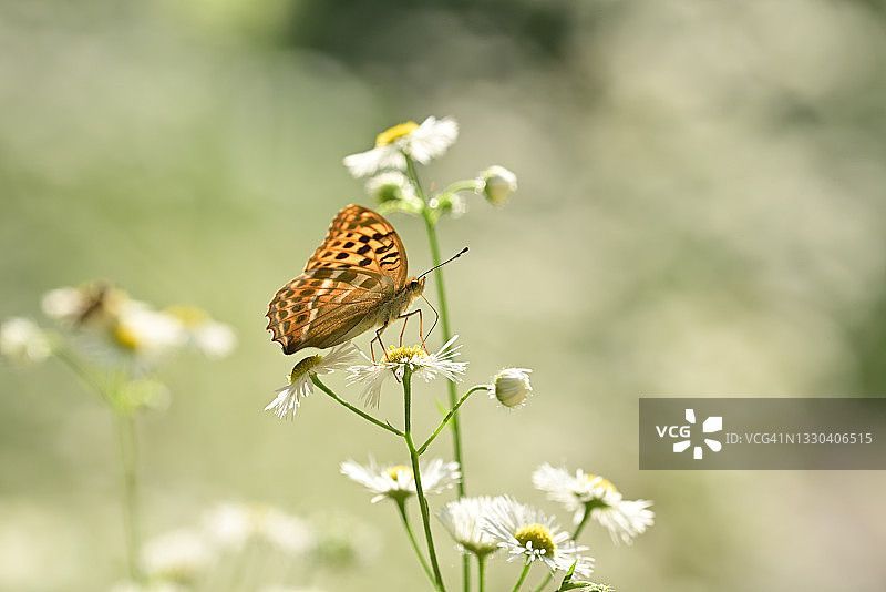 银纹蝴蝶图片素材