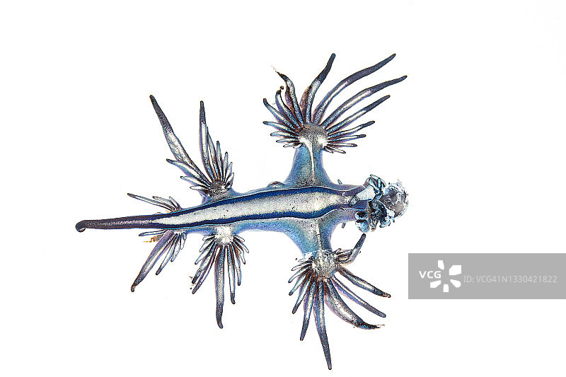 蓝海龙图片素材