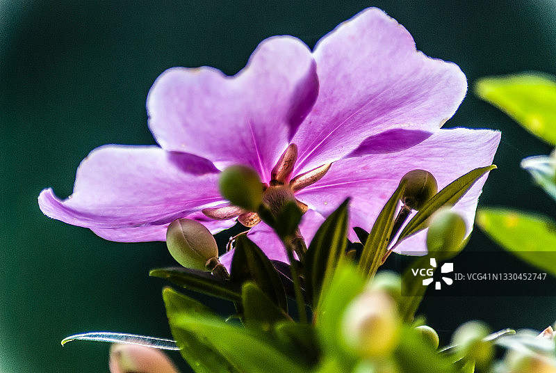 银叶野牡丹图片素材