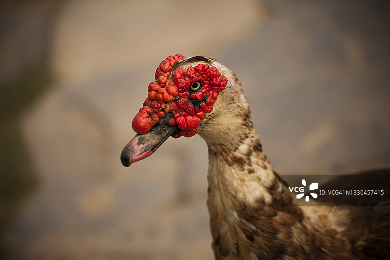 尼泊尔班迪普尔村，红色粗糙脸的麝香鸭特写（背景模糊）图片素材
