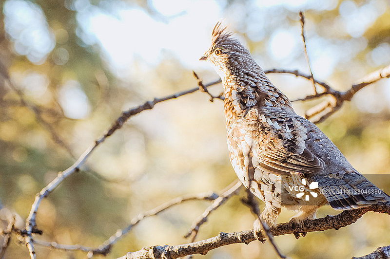 栖息在树上的花边松鸡图片素材