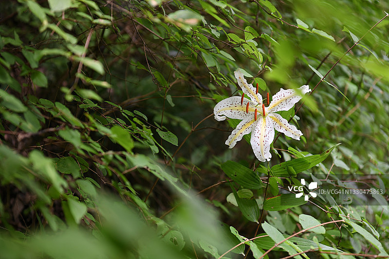高尾山金百合图片素材