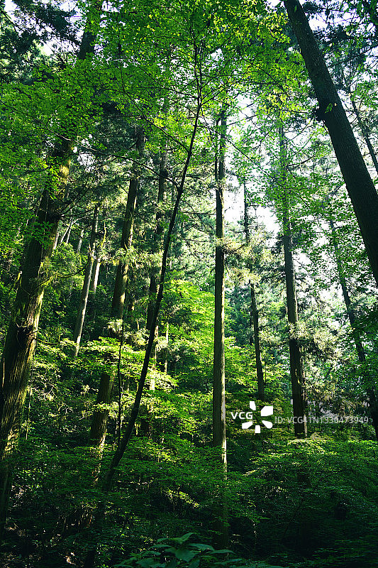 高尾山森林图片素材