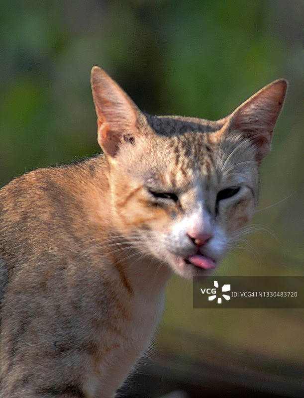 猫咪对着镜头做滑稽/奇怪的表情图片素材