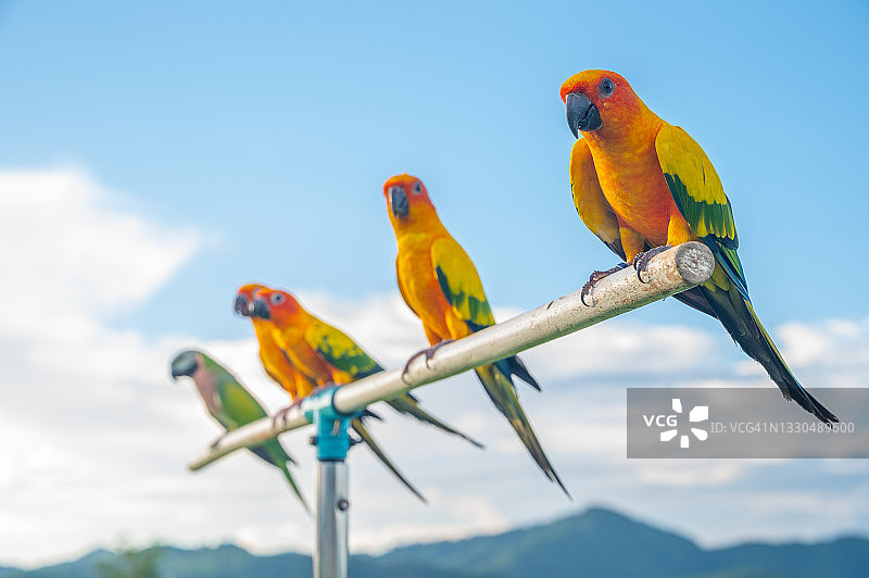 一群太阳锥尾鹦鹉站在扶手上，景色优美图片素材