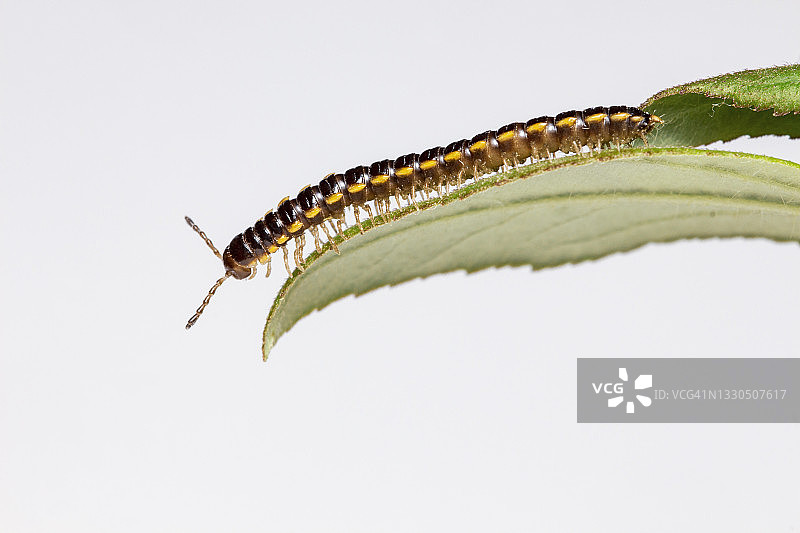 黄色斑点马陆图片素材