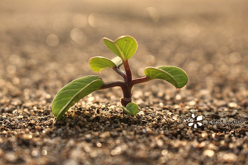 幼苗生长图片素材