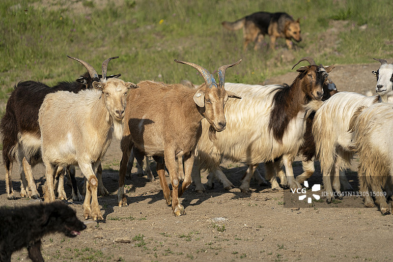 罗马尼亚特兰西瓦尼亚农村地区的山羊群和动物养殖传统图片素材