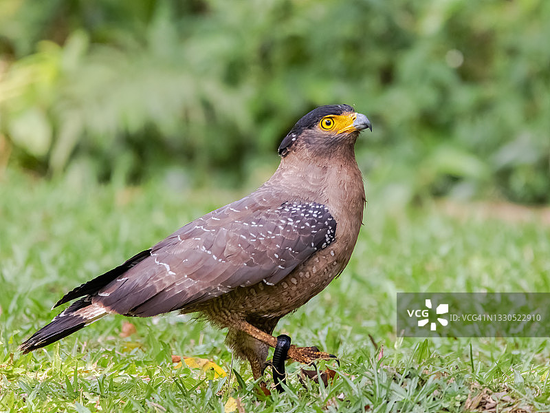 凤头蛇雕与眼镜蛇，新加坡图片素材