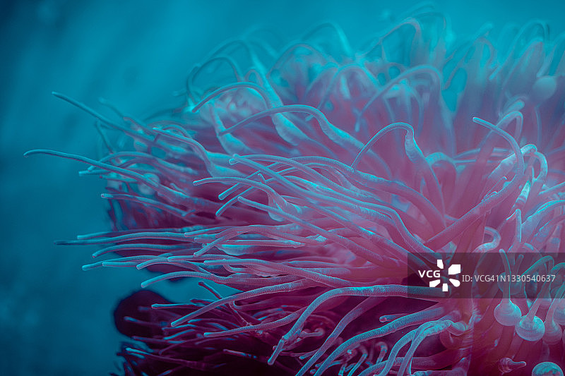 安达曼海的珊瑚特写图片素材