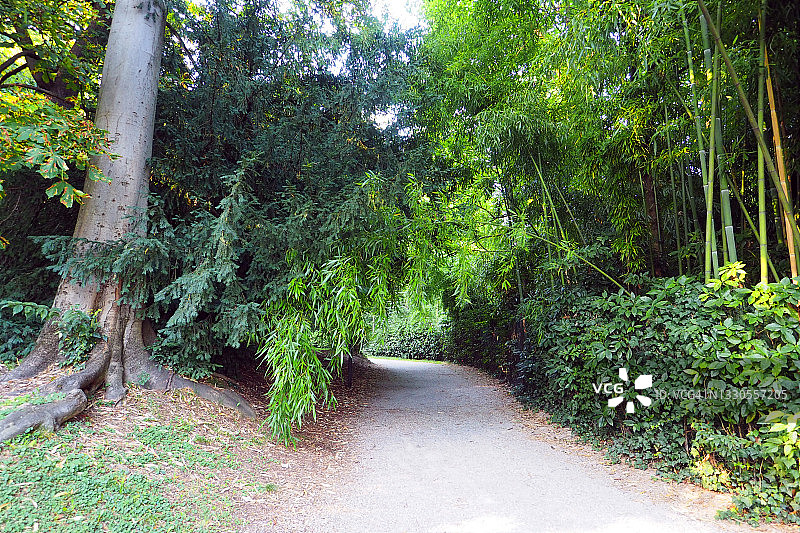 有七叶树和竹子的公园图片素材