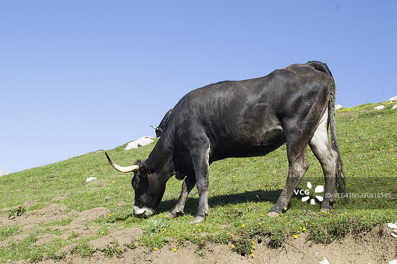 在坎塔布里亚山中吃草的公牛图片素材