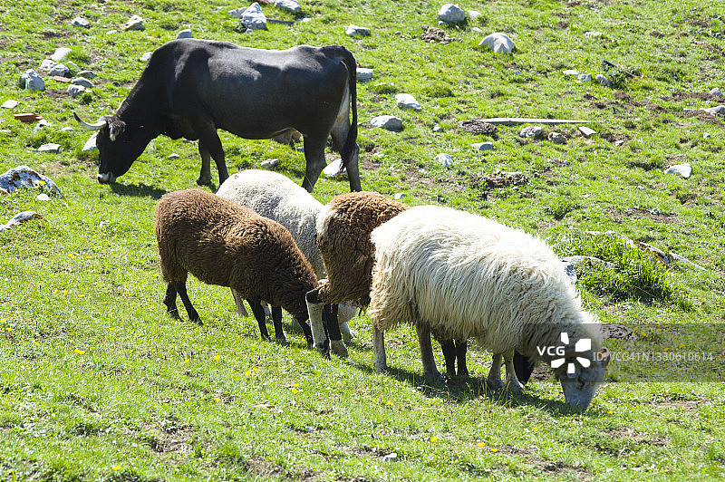 在坎塔布里亚山区吃草的牛、马和羊图片素材