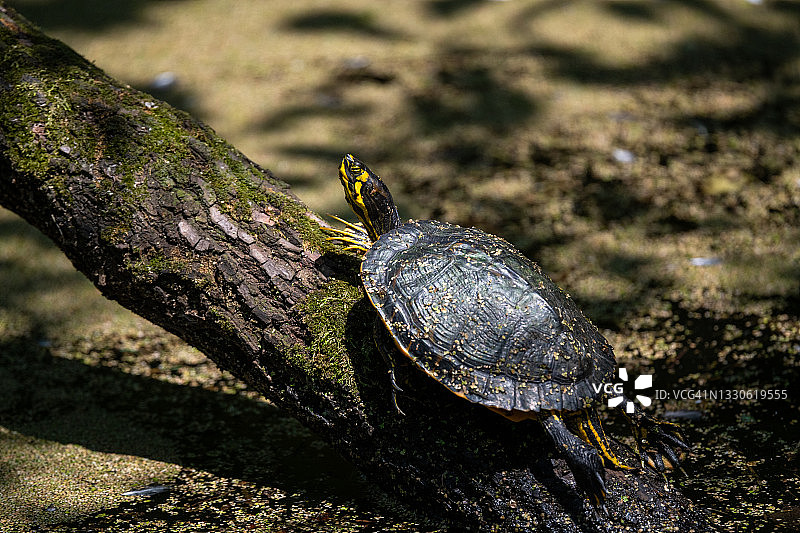 在沼泽的圆木上晒太阳的滑龟图片素材