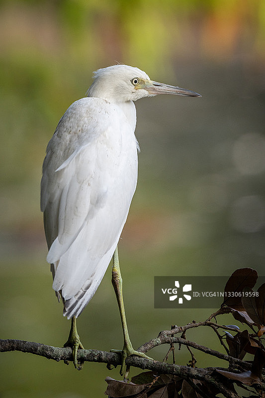 黎明时分的幼年小白鹭图片素材