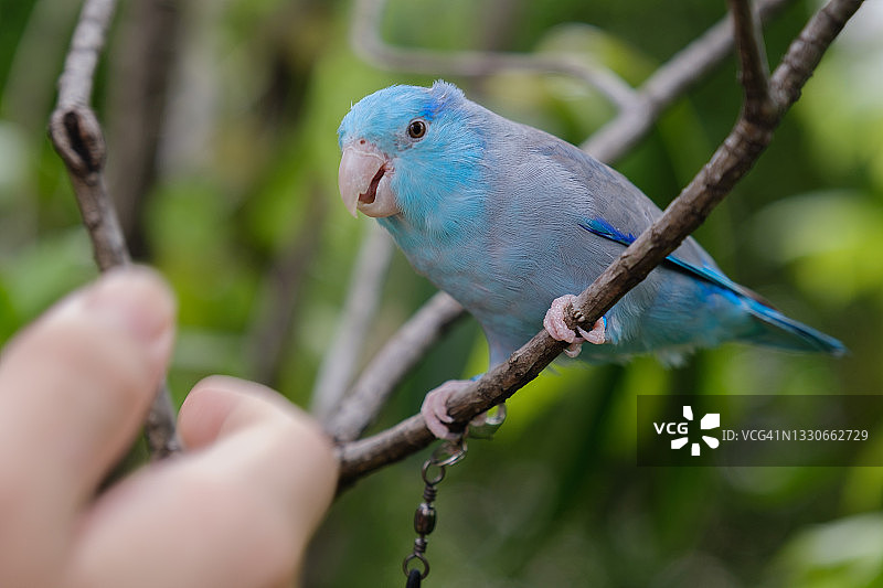 笼子里快乐的鸟儿图片素材