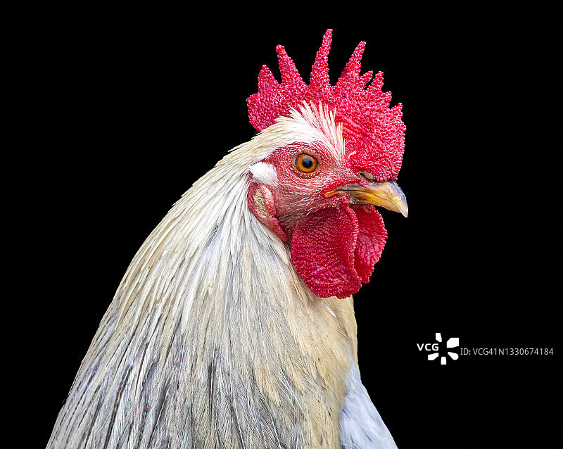 公鸡肖像图片素材