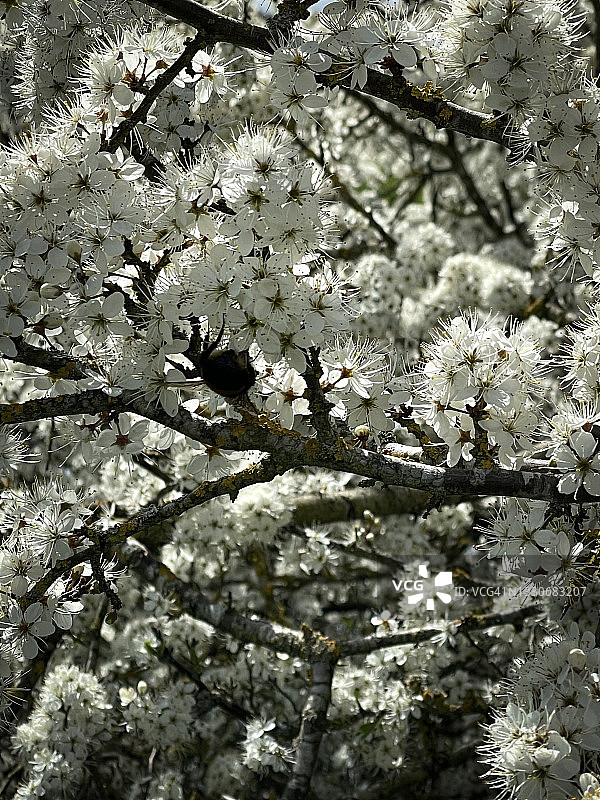 黑刺李花图片素材