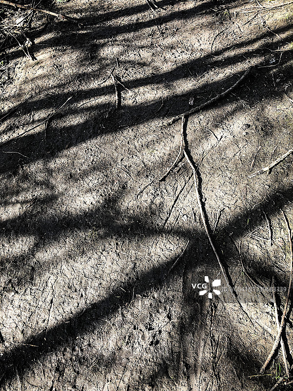 多枝的阴影图片素材