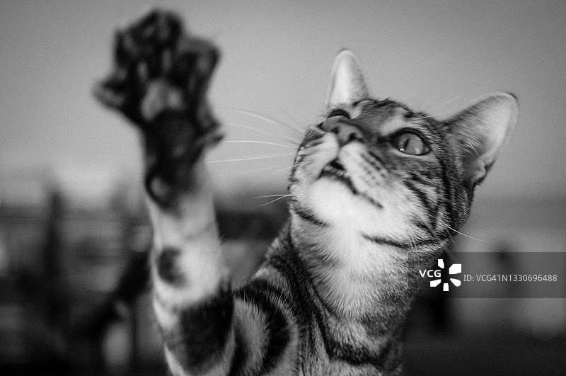 抬起爪子向上看的猫图片素材