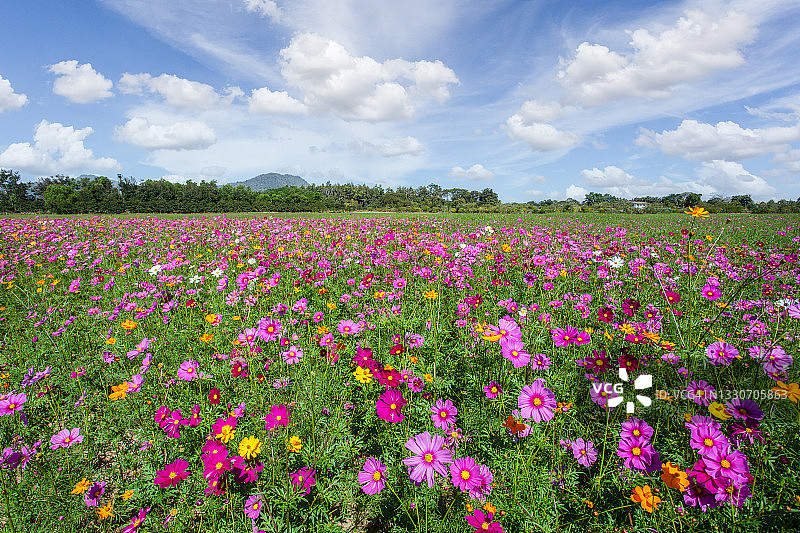 清莱 Boonrawd 农场阳光下的波斯菊花田图片素材