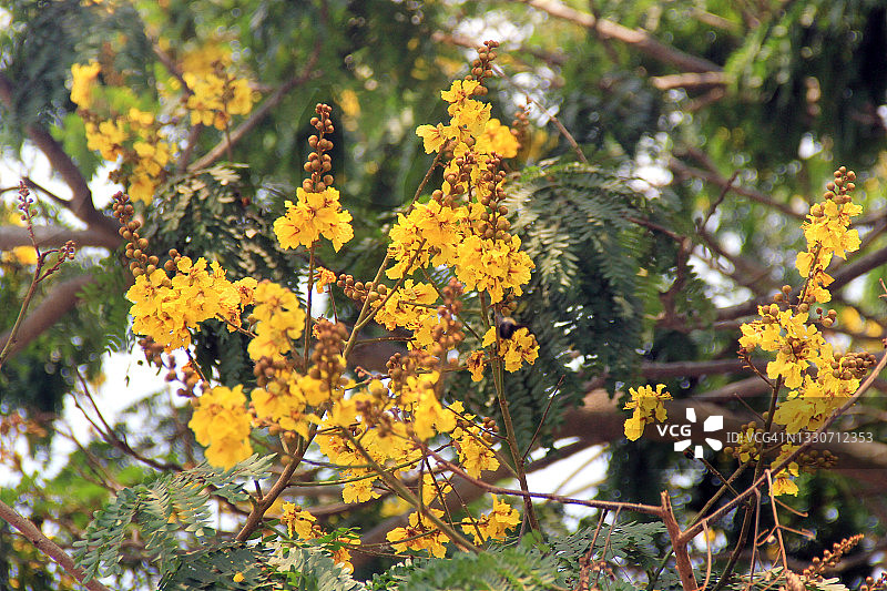 黄色的花图片素材