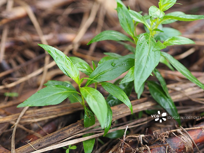 泰国草药穿心莲，花园中可预防新冠的绿色植物图片素材