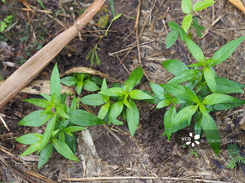 泰国草药穿心莲，花园中可预防新冠的绿色植物图片素材