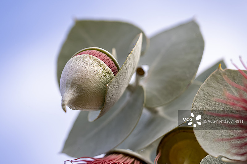 澳洲桉树果 - 珀斯国王公园图片素材