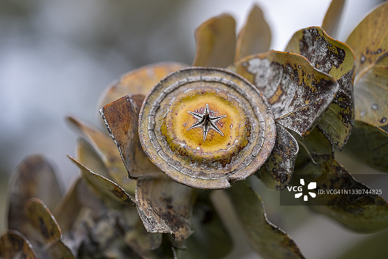 澳洲桉树果 - 珀斯国王公园图片素材