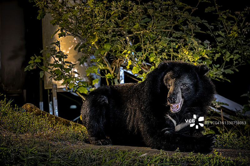 夜晚野外环境下的亚洲黑熊图片素材