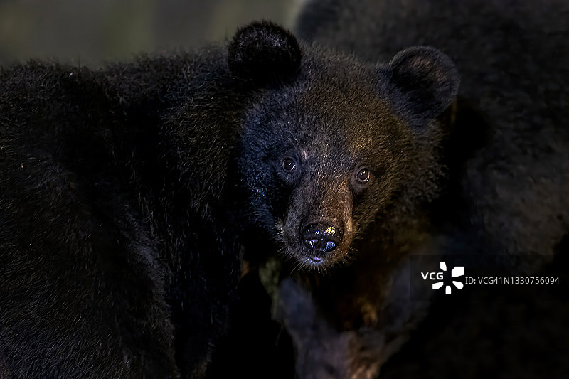 夜晚野外环境下的亚洲黑熊图片素材