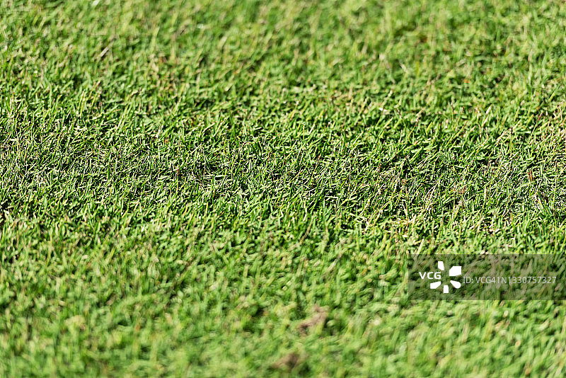 高尔夫球场矮生百慕大草特写图片素材