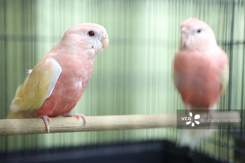 快乐的波克鹦鹉图片素材