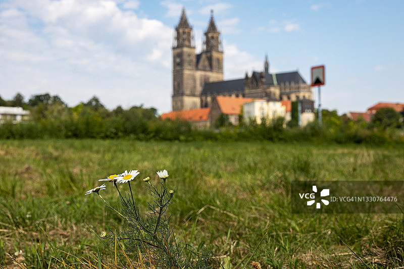 马格德堡大教堂与雏菊花（萨克森-安哈尔特州/德国）图片素材