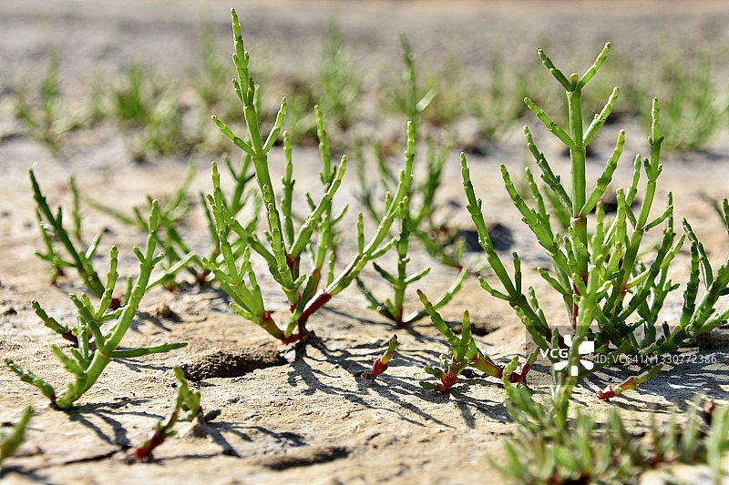 海蓬子属植物图片素材