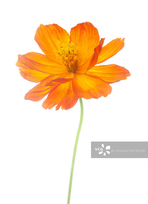 橙色波斯菊，硫华波斯菊，带茎图片素材