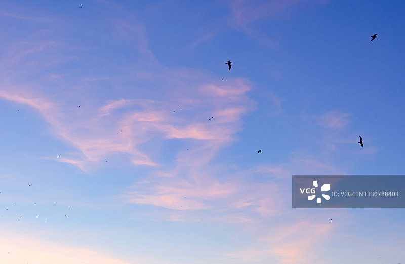 丝状卷云与飞鸟图片素材