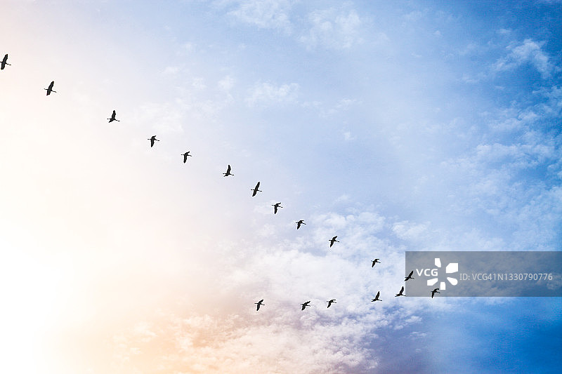 在天空中组成V字形的鹳群图片素材