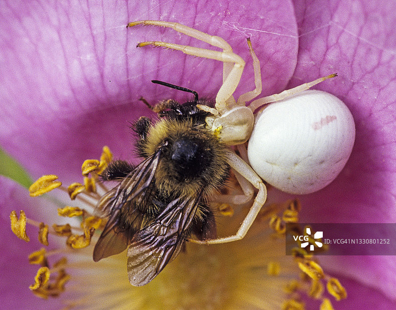 花蟹蛛（或金菊蟹蛛），Misumena vatia，与大黄蜂猎物图片素材