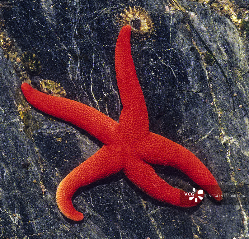 血色海星，华盛顿奥林匹克国家公园图片素材